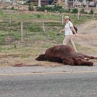 Caballo provocó accidente de un camión en la vía Morón-Coro a la altura de Tucacas.

Este lunes un enorme caballo de los que deambulan por la Morón-Coro provocó un choque al ser embestido por un camión en sector El Tuque I de Tucacas @LaMananaDigital

instagram.com/p/C7gYFY3uGOC/…