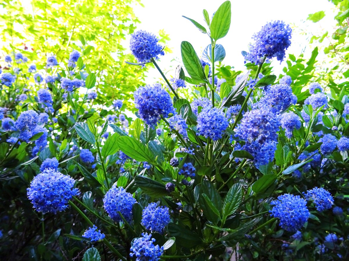 Gorgeous #Ceanothus from #mygarden for #TuesdayBlue! 💙🌱🔵🌱💙 @ThePhotoHour #flowers #flowerphotography #FlowersofTwitter #GardeningTwitter #GardeningX #TwitterNaturePhotography