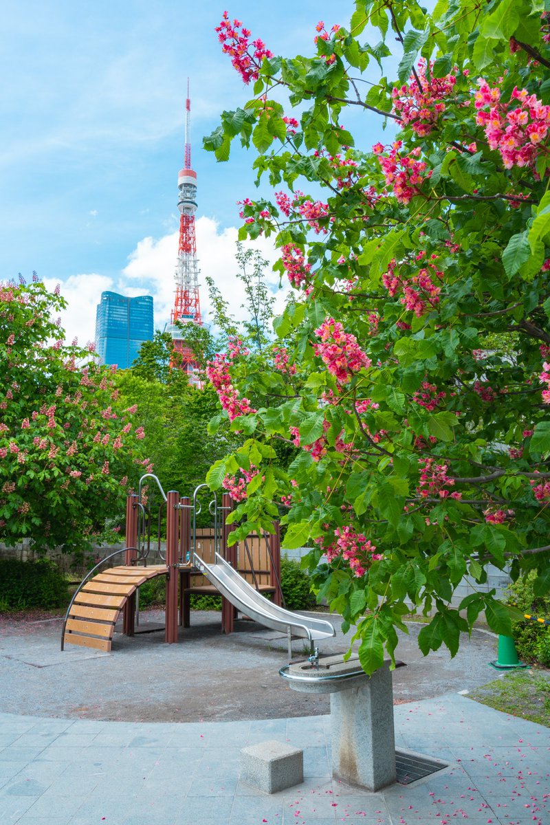 赤く色づく芝公園