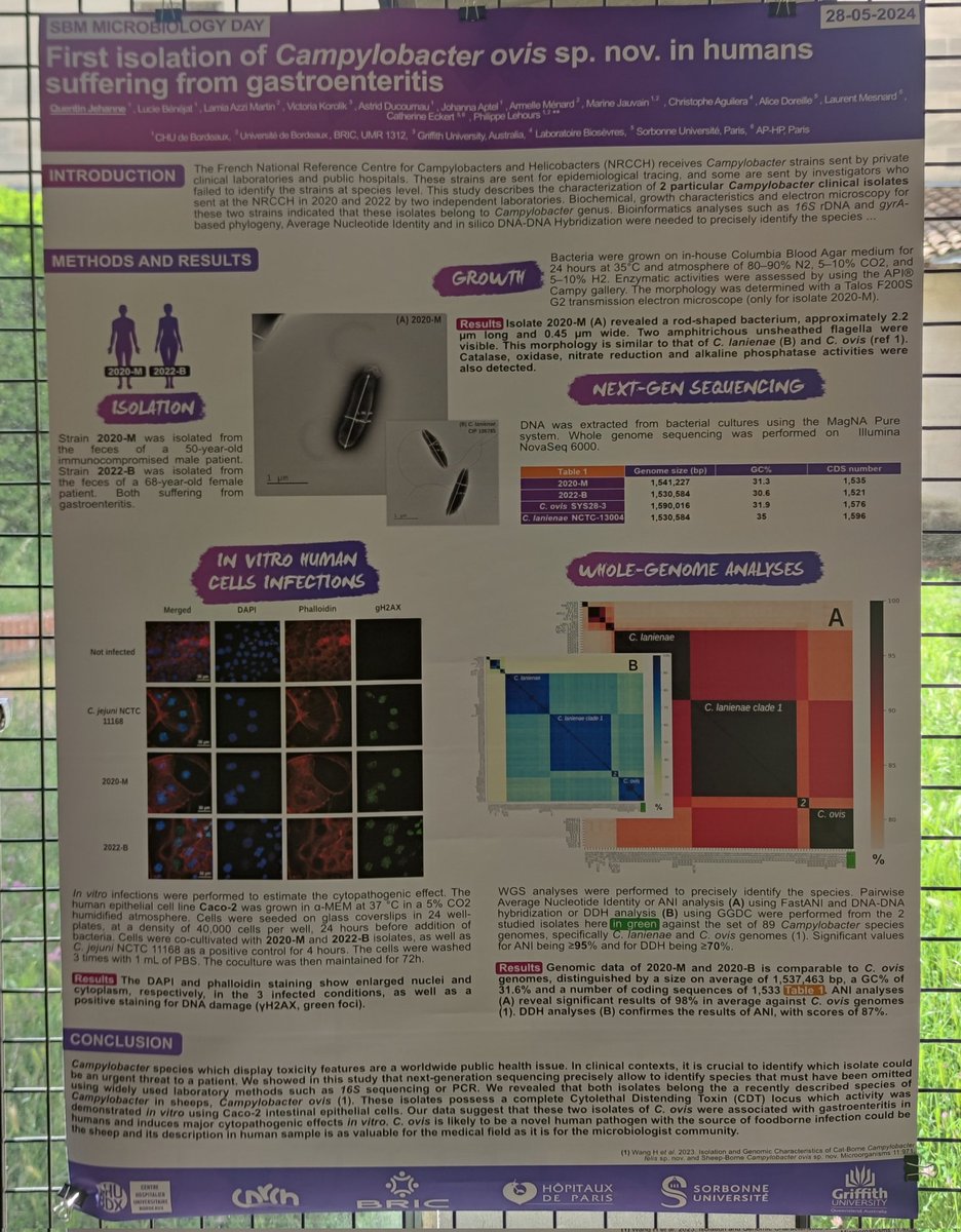 Quentin Jehanne (@qjehanne) on Twitter photo @CNR_CH & <a href="/BRIC_Team4/">BRIC Team 4 - Helicobacters and digestive cancers</a> collaborative study on the isolation of a novel Campylobacter species in human. Poster @ <a href="/DepartementSBM/">Département Sciences Biologiques et Médicales</a>'s Microbiology Day 2024. @CNR_CH & <a href="/BRIC_Team4/">BRIC Team 4 - Helicobacters and digestive cancers</a> collaborative study on the isolation of a novel Campylobacter species in human. Poster @ <a href="/DepartementSBM/">Département Sciences Biologiques et Médicales</a>'s Microbiology Day 2024.
