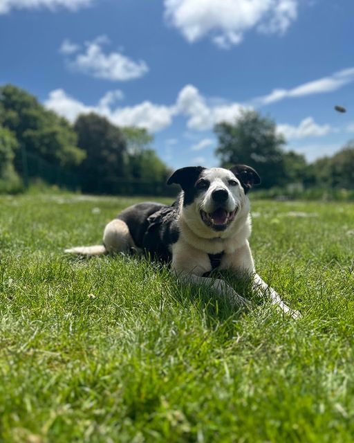 Can you believe I've been photo bombed by a wasp! How rude
#rescuedogofinsta #ineedafamily #rescuedogsofx #dogsofx #adoptme #rescueme #ineedahome #plymouth #plymouthuk #bordercollie #ineedafamily #adoptacollie #bordercolliesrock #bordercollielovers #positivevibes #findmeahome