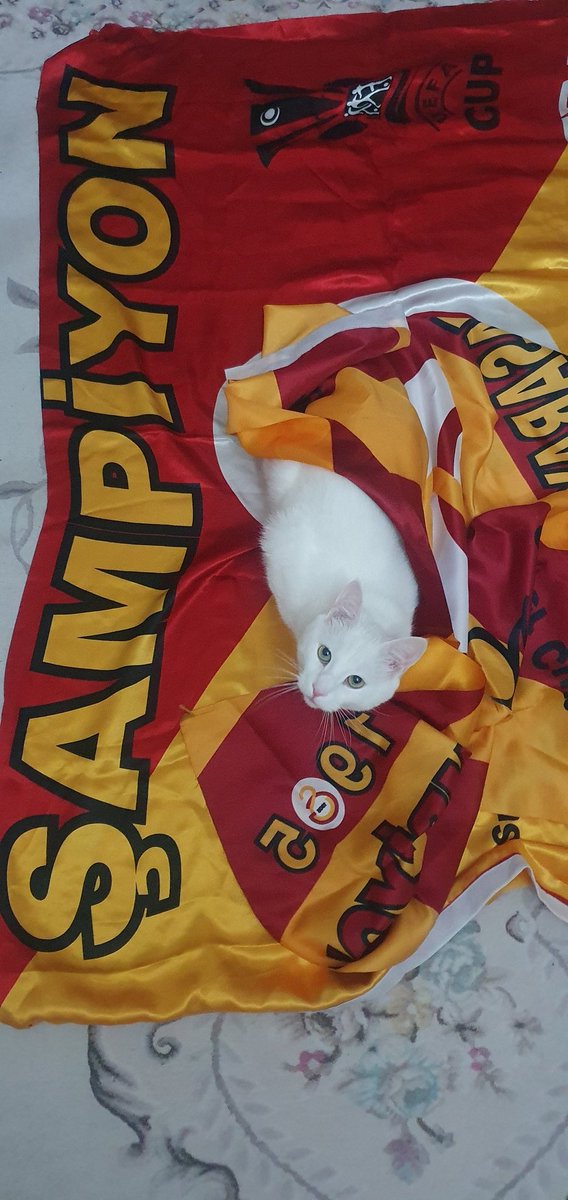 GALATASARAY 🥊 Kickboxing (@ozlemgs905) on Twitter photo 