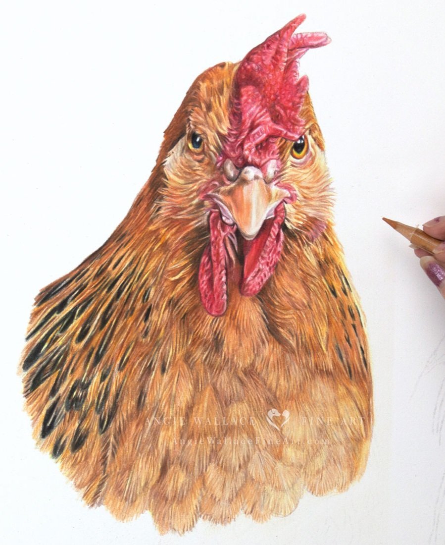 My 1st commission of Chickens! This is Hetty, a much loved family Chicken.  I'll be drawing her sister next as this is a double portrait. 
Letty to follow...
#chicken #bird #birdportrait
#birdlovers #chick #poultry #colouredpencilart