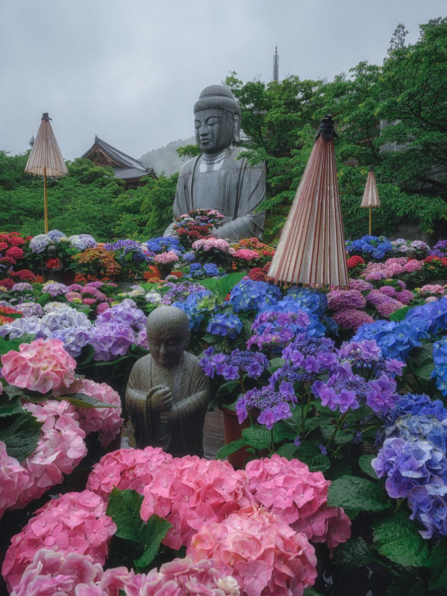 壺阪寺 紫陽花と青葉雨の景☔