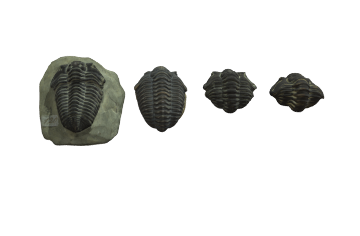 Lapworth Museum of Geology (@lapworthmuseum) on Twitter photo Here is a 3D model of a #trilobite's enrollment sequence to protect itself from predators. You can find this 3D model in our new Virtual Museum!
View the model here: ow.ly/KOcr50RFT2f
#VirtualLapworth #geology #fossils #LapworthRocks <a href="/unibirmingham/">Uni of Birmingham</a> <a href="/ace_national/">Arts Council England</a> <a href="/UoB_HEFi/">UoB HEFi</a> Here is a 3D model of a #trilobite's enrollment sequence to protect itself from predators. You can find this 3D model in our new Virtual Museum!
View the model here: ow.ly/KOcr50RFT2f
#VirtualLapworth #geology #fossils #LapworthRocks <a href="/unibirmingham/">Uni of Birmingham</a> <a href="/ace_national/">Arts Council England</a> <a href="/UoB_HEFi/">UoB HEFi</a>