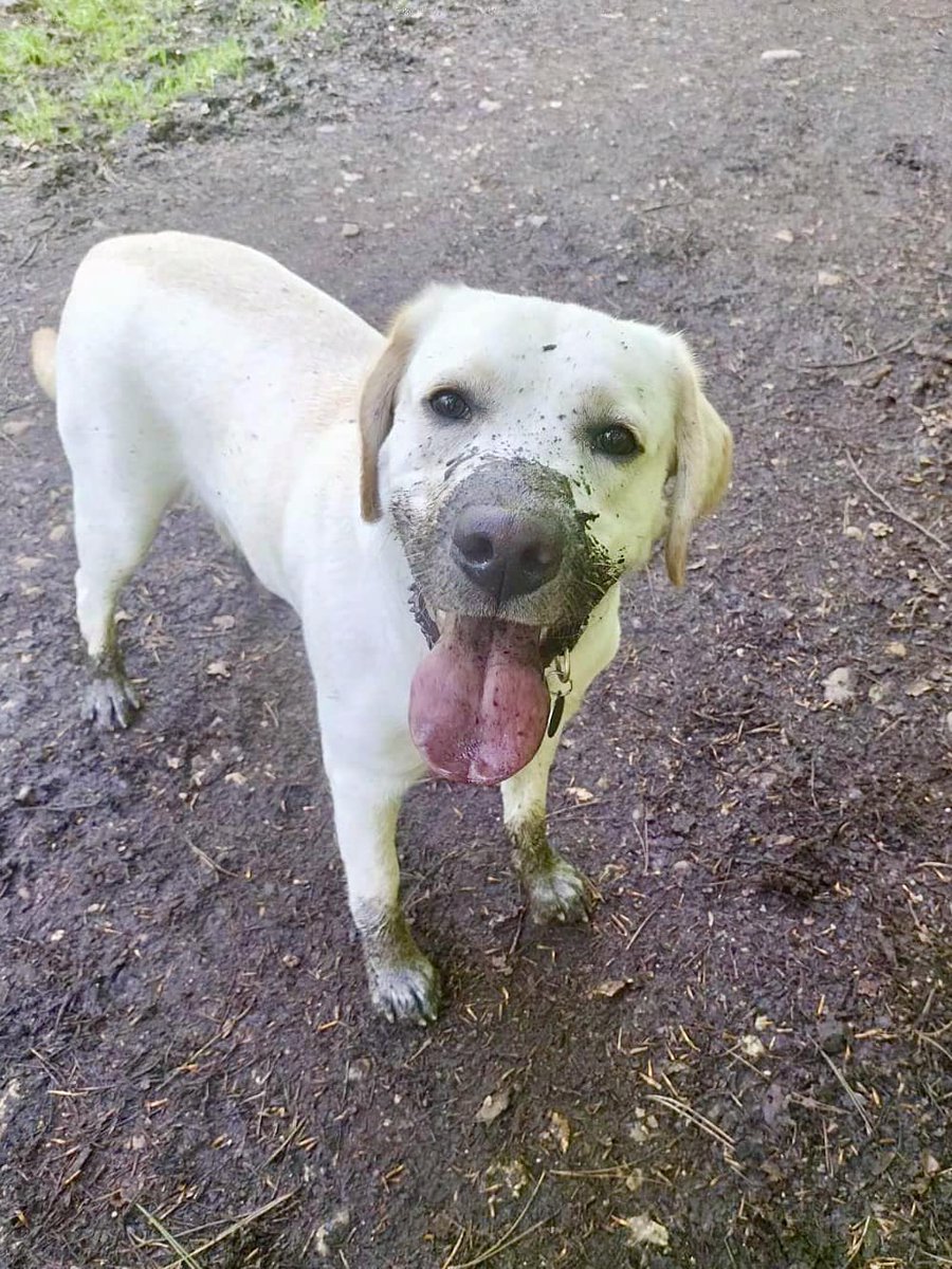 It's a very happy #TongueOutTuesday from a rather muddy Zebedee 🐾👅

Our clever labrador is in the second stage of his hearing dog training where he's been working on his recall and off lead walking - and is doing a brilliant job!

Now, time for a bath we reckon 🫧