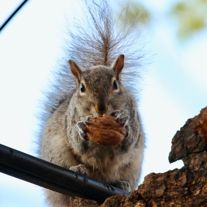 It's going to be a great #Sciuridae for nut gathering!

On #Sciuridae, there are occasions when you get to show off in a nice way. 'This is my nut!'

Every day is #Sciuridae!

#fightlikeasquirrel #SquirrelStrong 🐿️💪#SaveGreySquirrelUK #SquirrelScrolling #squirrel #Eichhörnchen