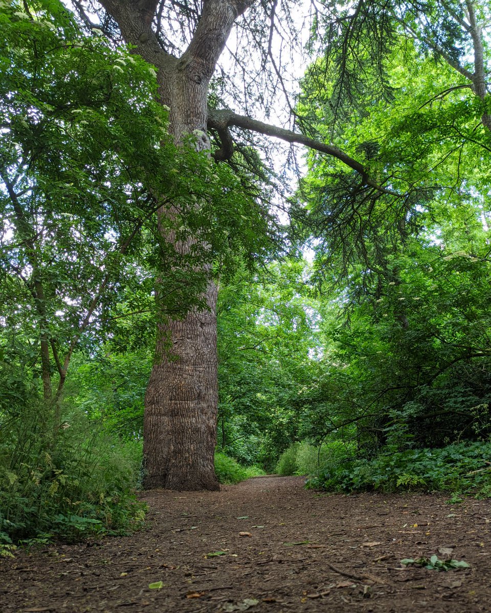 We’ll be starting work shortly to protect two historic trees in our grounds: the Cedar of Lebanon and London Plane. By closing off one of our woodland paths, we can ensure that these trees can thrive for generations. Read more on this important conservation work on our website!