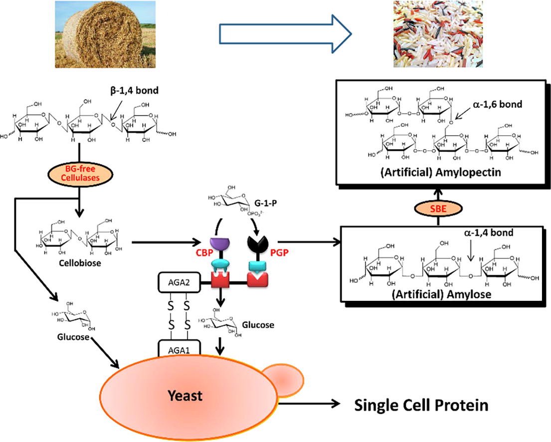 Biosynthesis of artificial starch and microbial protein from agricultural residue @Sci_Bull #Chemistry #biology #starch #Biosynthesis #Science #Technology #agriculture sciencedirect.com/science/articl…