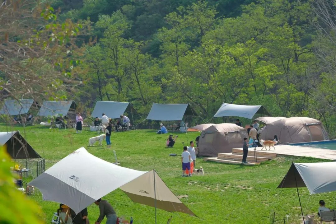 Hongshi, near Miaofeng Mountain in Mentougou, combines a suburban camping experience and a pet park, providing photographers to capture the wonderful moments for free. Dog owners can set up tents and enjoy intimate time with their pets.
#FunInBeijing #pet #dog #park #family