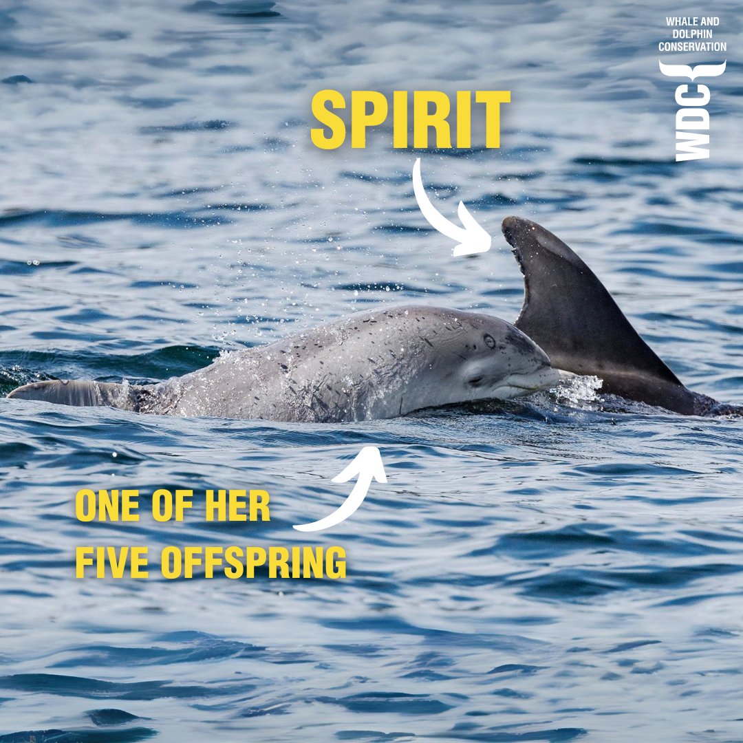 Have you met Spirit, the fun-loving dolphin? Spirit is a firm favourite in Moray Firth. Although she is known for enjoying herself, she is also a caring and devoted mum. Since Spirit swam into our hearts in 2003, we have seen her raise five offspring: two daughters, Sparkle