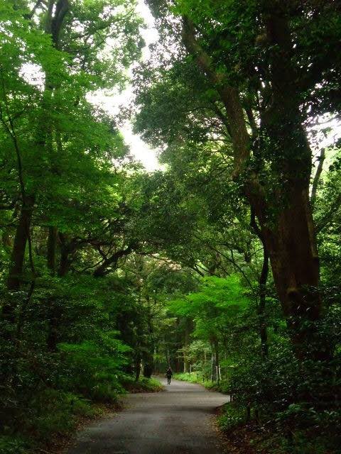 Meiji-Jingu holy forest, central Tokyo. There's 99 years between the first photo and the second two. A better world is possible.