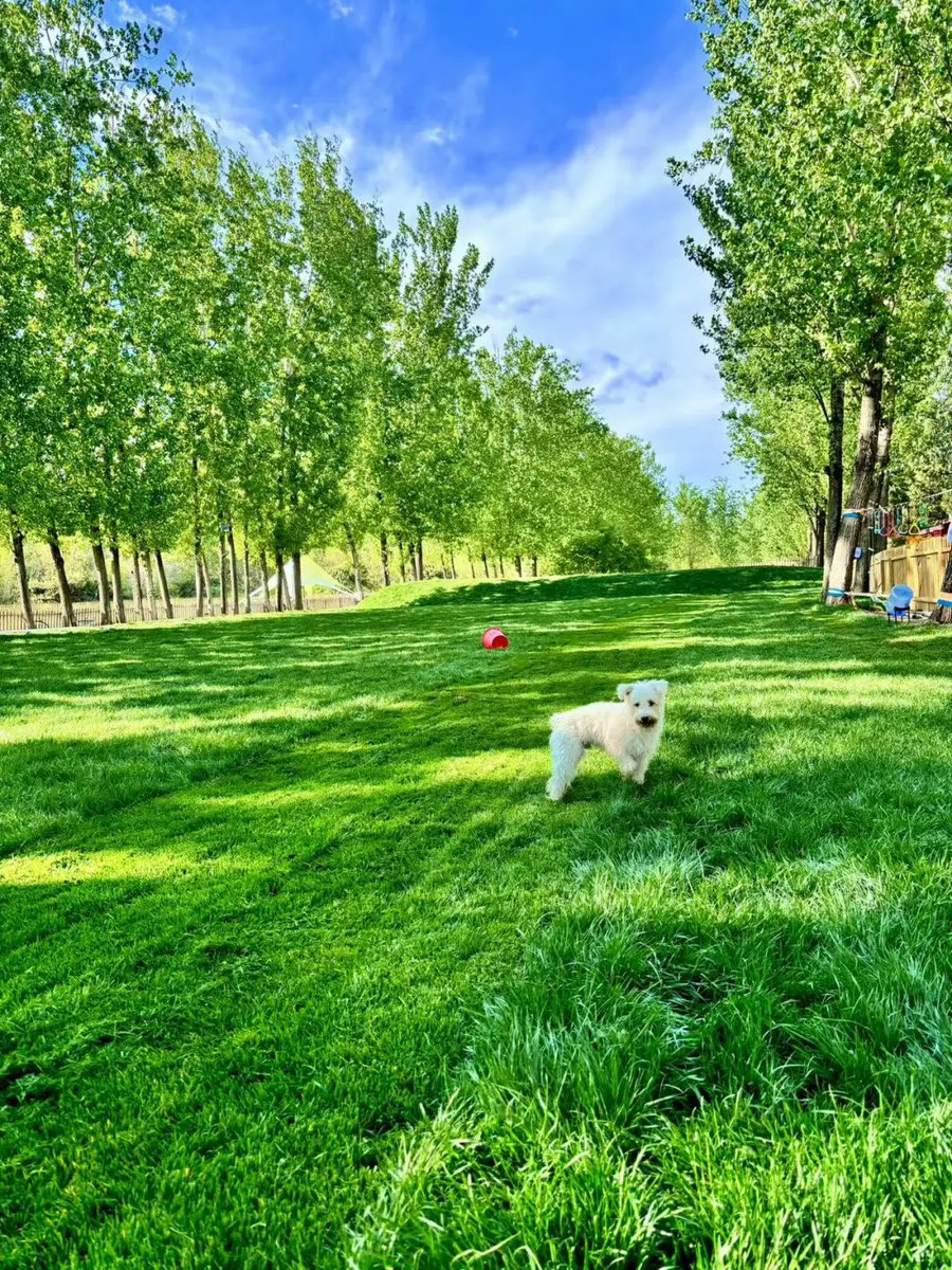 Covering 15,000 ㎡, Migoo Pet is divided into large dog areas and small dog areas, with dog leash areas, swimming pools, bathing areas, and snack areas. It holds various pet social activities regularly.
#FunInBeijing #pet #dog #park #family #leisure #tourism #fun