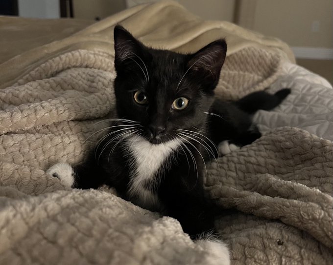 Domino on May 15th. She sleeps with me now ❤️  I can&rsquo;t believe she&rsquo;s been with me for almost three weeks