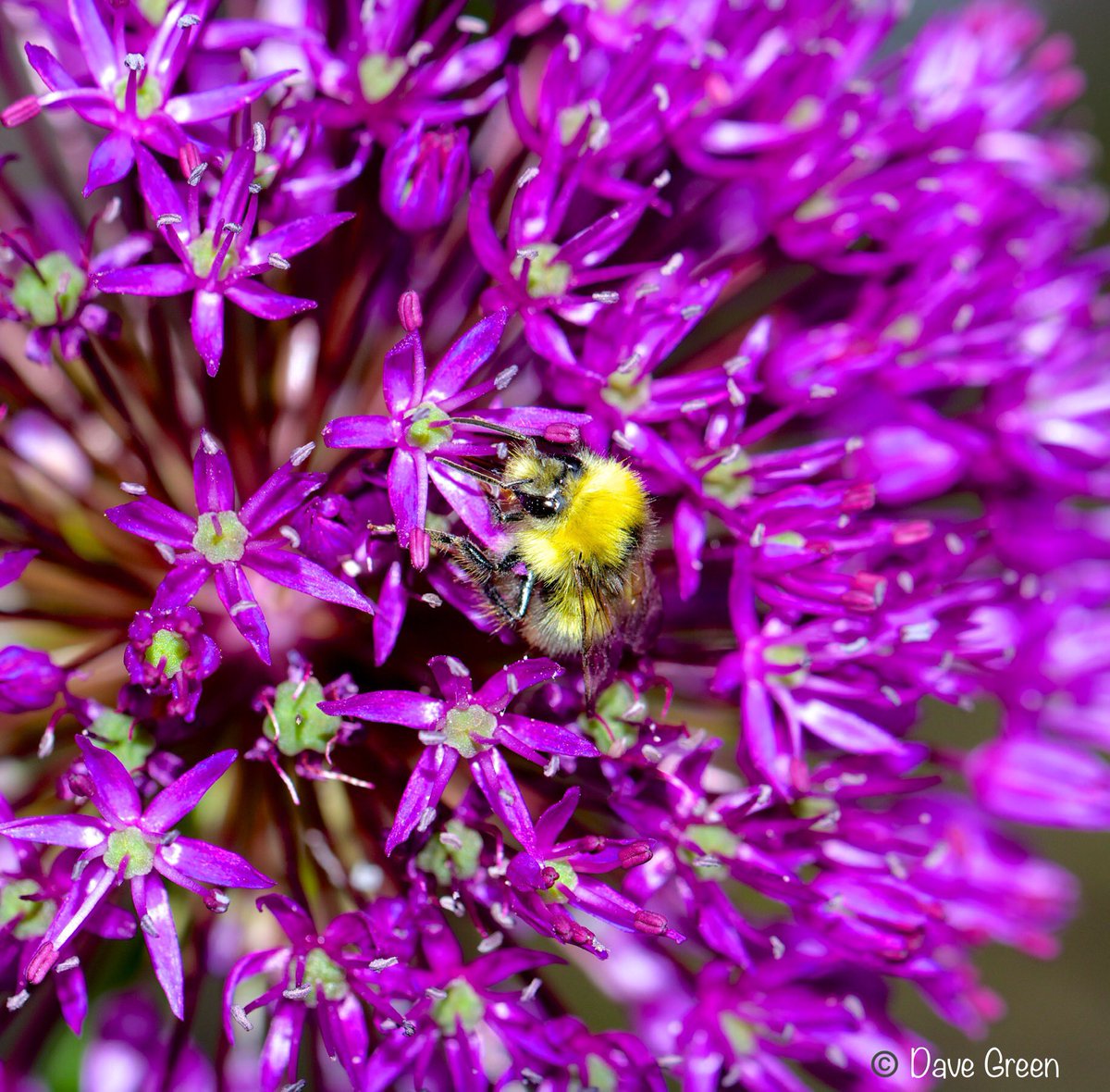 #Gardenersworld #nikonphotography @UKNikon @NikonEurope @NikonUSA @ThePhotoHour @MacroHour @TamronUK #flowerphotography #macrophotography @AP_Magazine Allium and the Bee