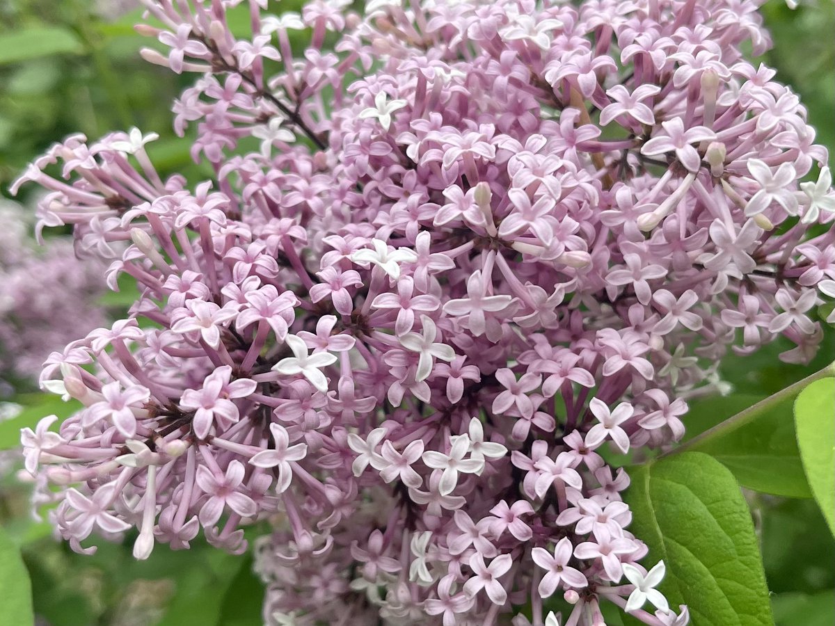 Last week’s heat put an end to many lilacs but these late blooming varieties are thriving. A soaking 39.3mm of rain fell Mon., and periods of rain are likely today. A stray t’storm is possible. High 19°. SW wind 20-30+ turns WNW by later pm. Low 10°. ⛅️Wed & 19°. #ottawa #ONwx