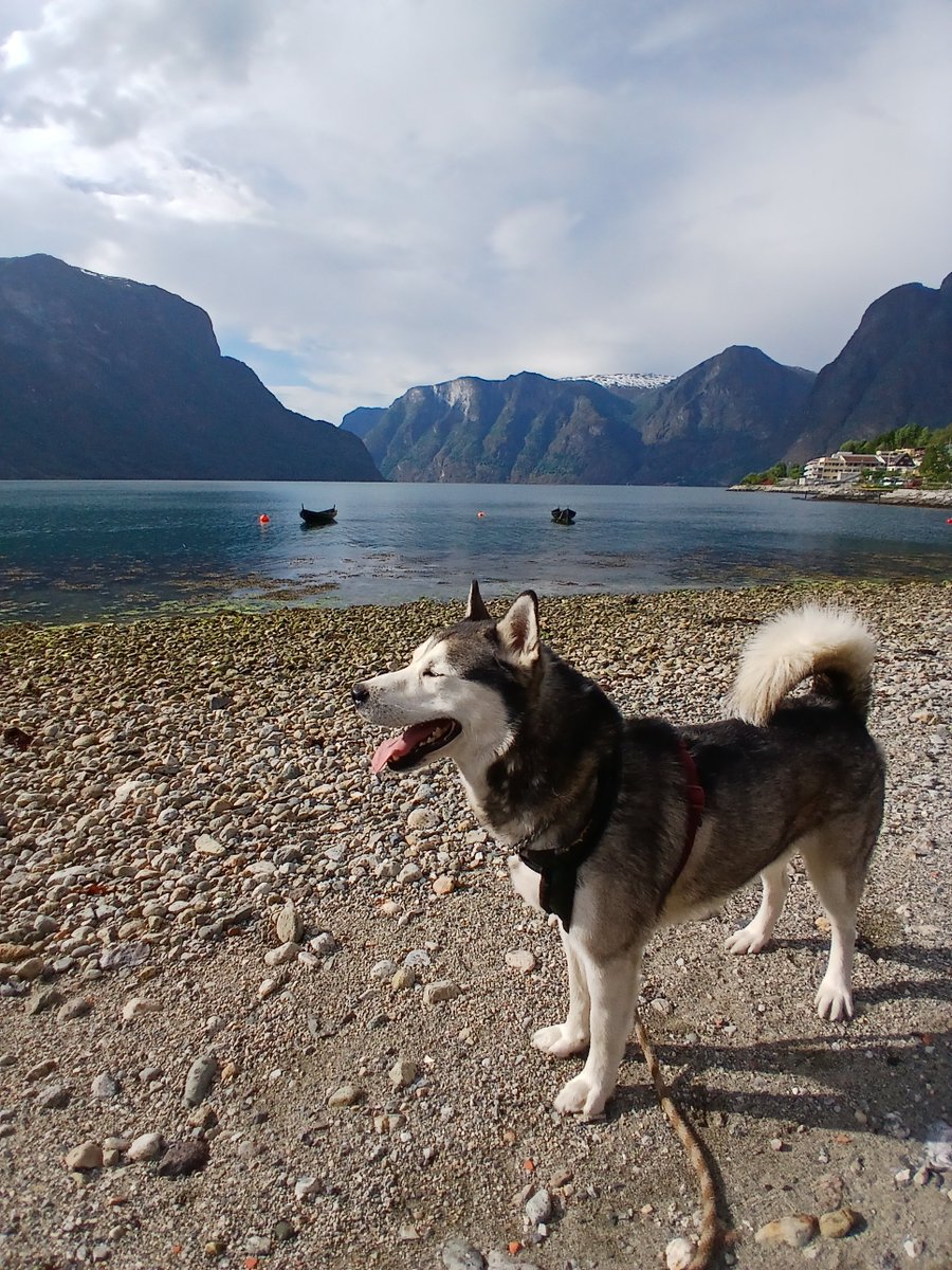 Enjoying the last few days out and about with Doggo before I go into hospital for surgery to remove cancer from my intestines,  
#myphoto, #Norway, #Husky, #snowdog, #hybrid, #huskywolf, #wolfdog