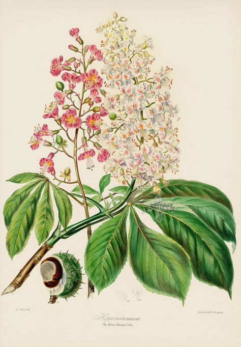 The Horse Chestnut Tribe, illustration from Elizabeth Twining's 1849 'The Natural Order of Plants'. Elizabeth (1805- 1889) was born into the wealthy tea trading family, and was a renowned philanthropist who founded Bedford College for Women.