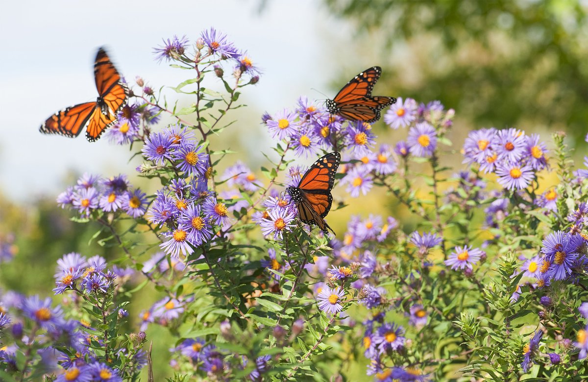 🔵 Top 10 des plantes qui attirent les papillons dlvr.it/T7VFMG
