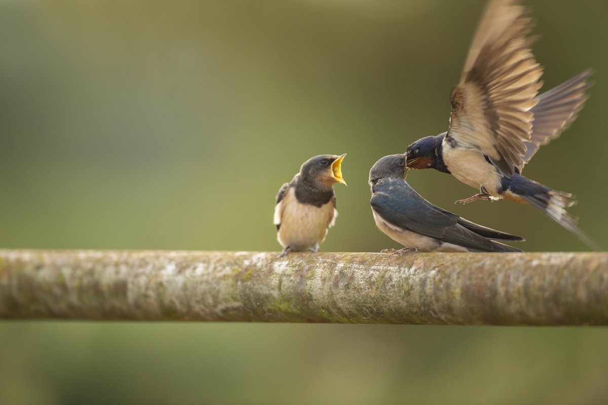 Thank you to everyone who has sent us their stories on why #NatureMatters. We recently brought your messages to Holyrood for a special event to mark International Biodiversity Day. Read all about it here 👇 community.rspb.org.uk/ourwork/b/scot… 📷 Ben Andrew