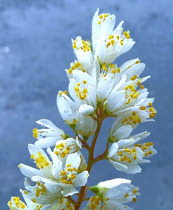 「ウツギの花」