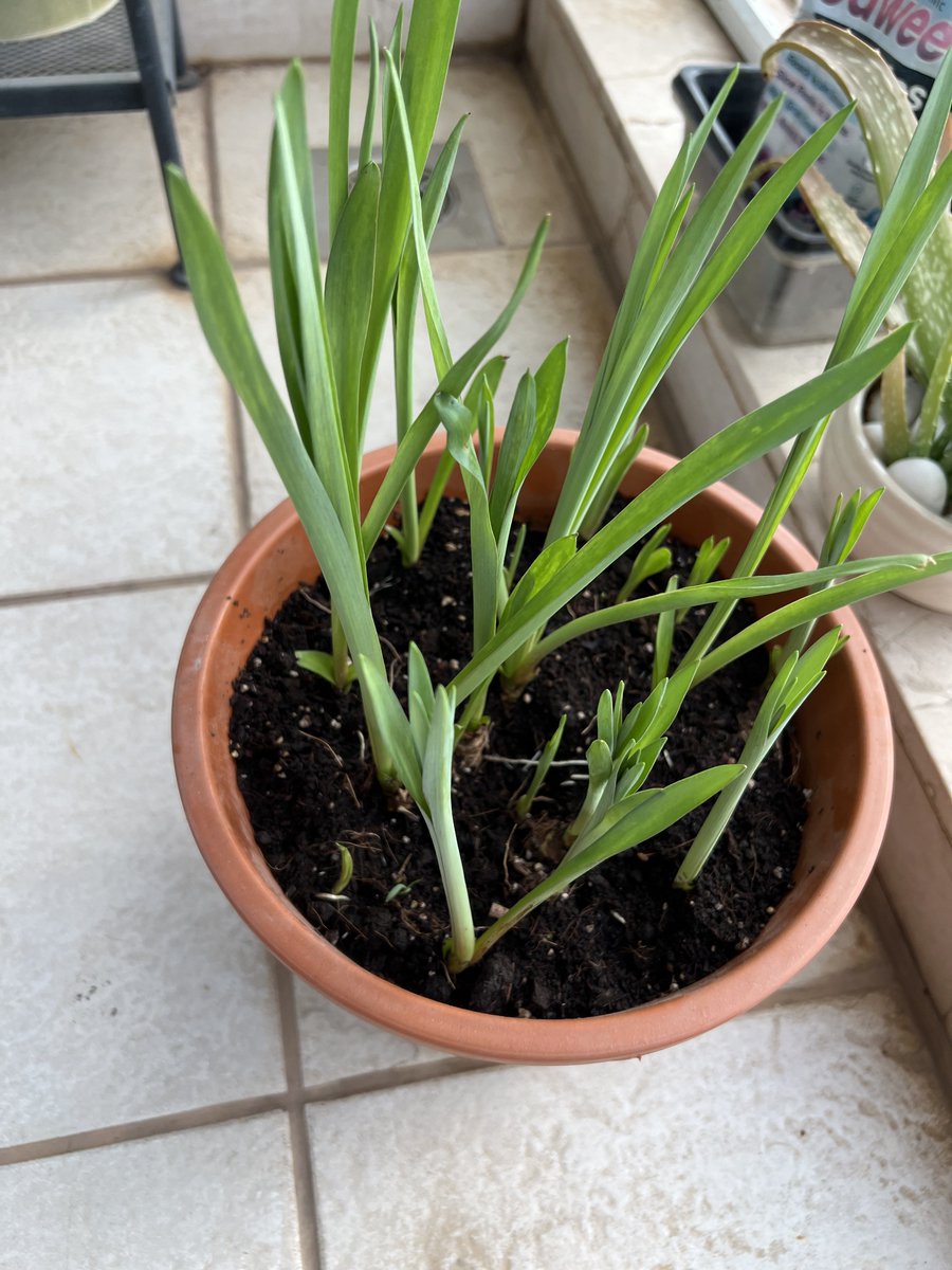 #SmallJoy #UrbanGardening 

My wife favourite flower rajnigandha (Tuberose) , I ordered these seed/bulb from Amazon, & lets hope they flower