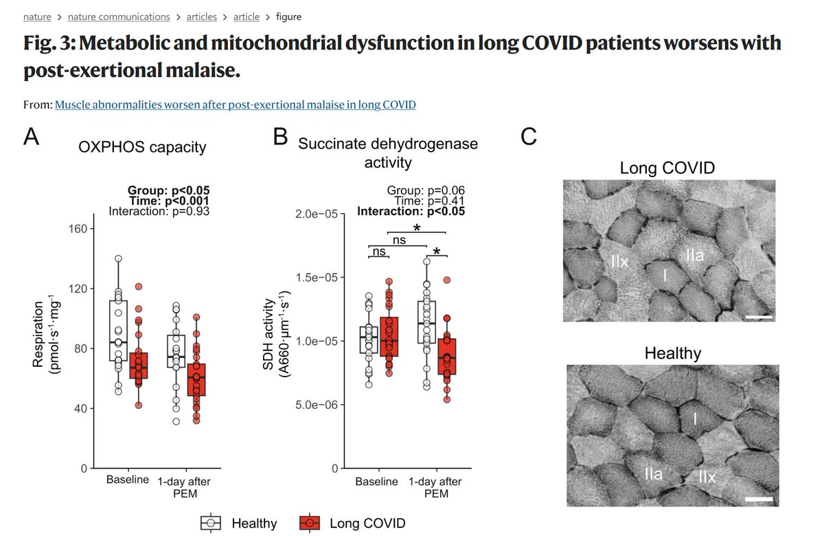 Some people asked in the comments why you should not exercise for at least 6-8 weeks after getting #COVID19. Researchers like @RobWust have recently shown that SARS-CoV-2 infection can induce changes in skeletal muscle structure and function, which can be worsened after