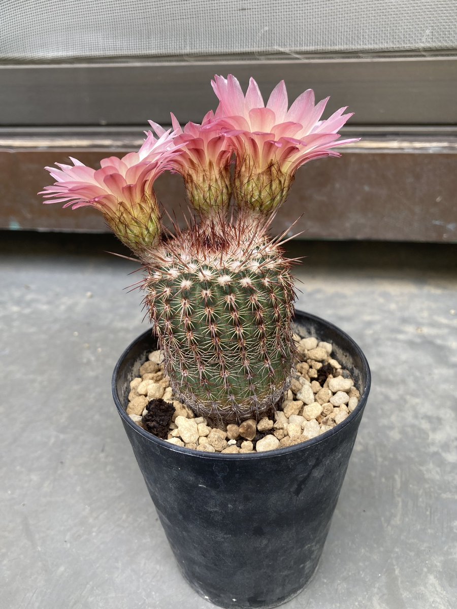 雨の合間の少しの晴れ間で咲きました🌸 ノトカクタス　紅冠丸🌵　ウチのは径が出なくて縦に伸びます。先日紅冠丸が売っていたのですが丸々太った饅頭タイプでした。ウチのは縦に伸びると話をしたら、えー？！どこで買ったの？笑🤣って言われたのですが、オタクで買いました。🤭 #Notocactus rutilans