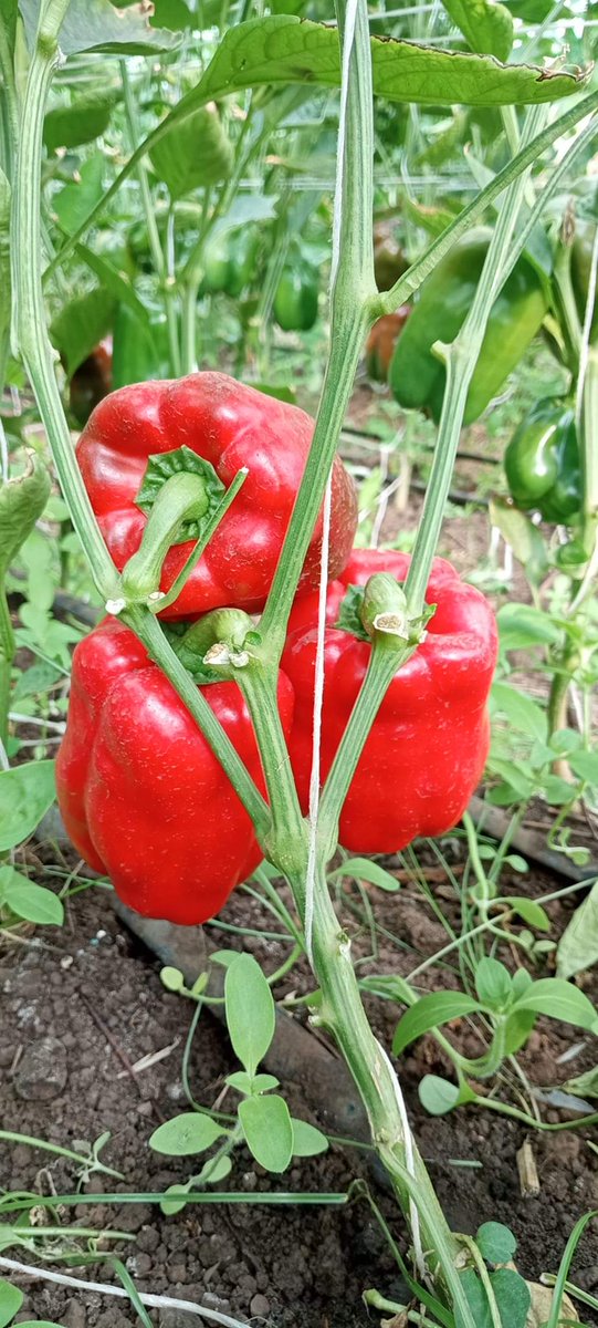 What hinders you from growing bell peppers!? #Farmwithzealousfarmer