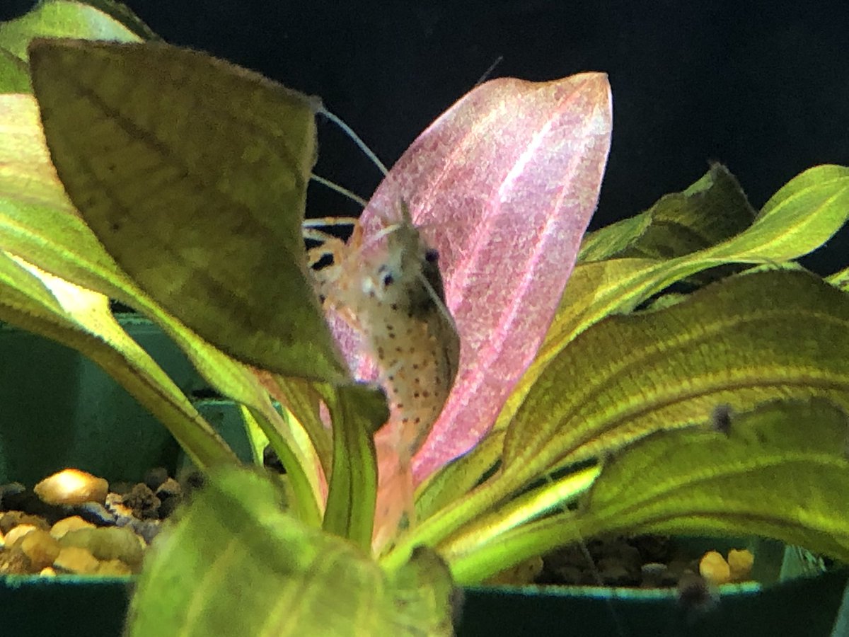 aquafocus_a10i's tweet photo. 照明を変えてから続々と新芽が出始めている。
エキノドルスは照明も重要です!!
#アクアフォーカス
#AquaFocus
#アジとイワシ
#アクアリウム
#エキノドルス
#水草
#ApolloMagnetic
#Ra99 https://t.co/WPTakKqk21