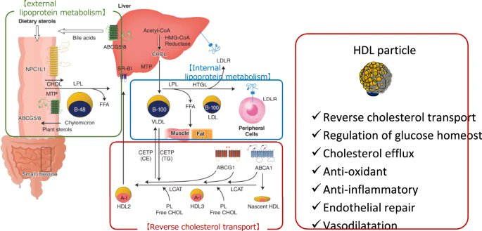 #Hypertens_res 47(5): 1422-4, 2024
⭐️Comment
A fascinating association between HDL as a multi-potent particle and hypertension
Tada H, Takamura M

doi.org/10.1038/s41440…
@JSHypertension
@SpringerNature
by SME. K