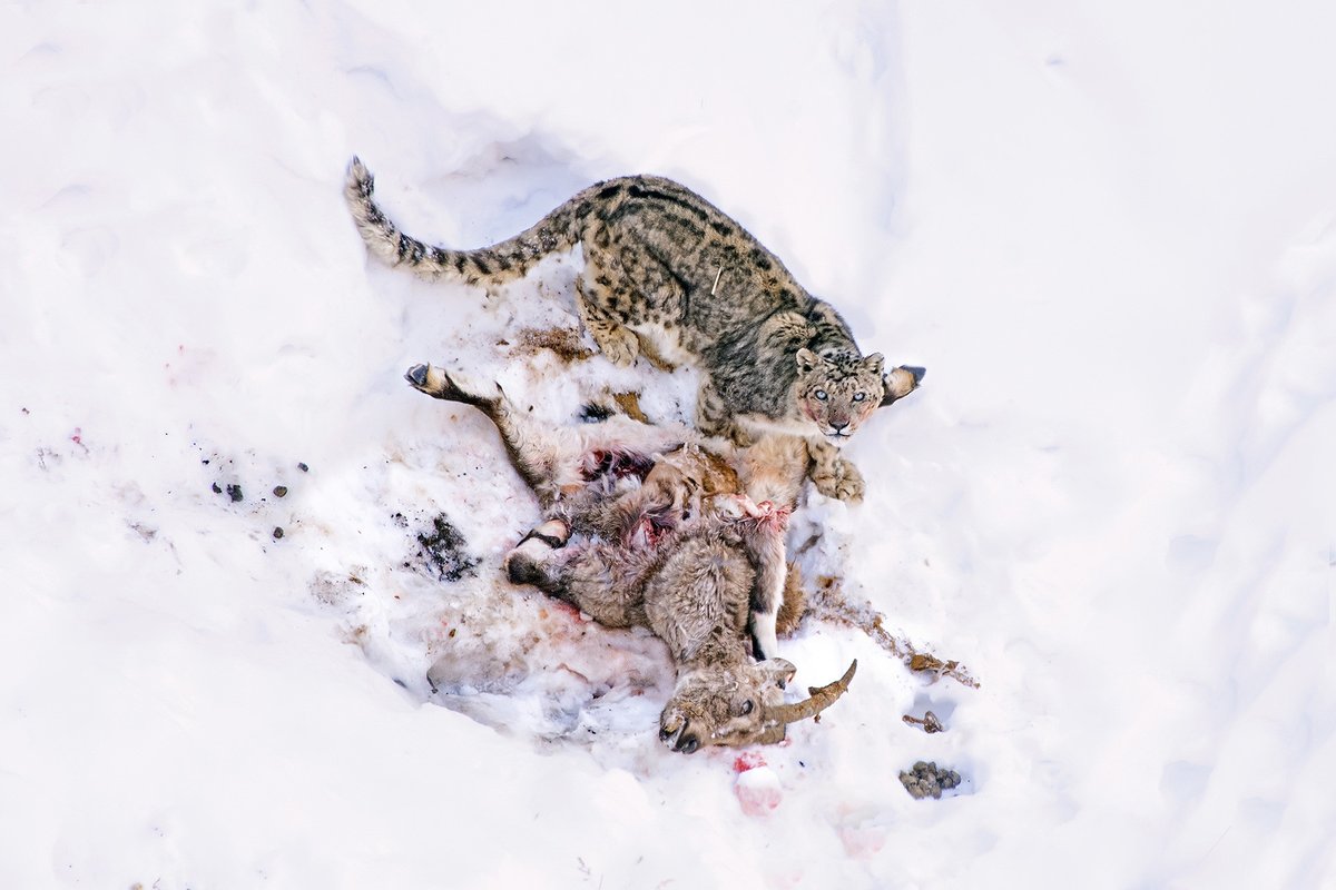 #FromTheArchives #Wildlife #Filmmaker Liton Paul shares images from his three-year-long pursuit of a #SnowLeopard and her three cubs in the #Kibber Wildlife Sanctuary. 📷 The dominant male in the region, with a Himalayan Ibex kill. See all images: bit.ly/3Rp5JAb