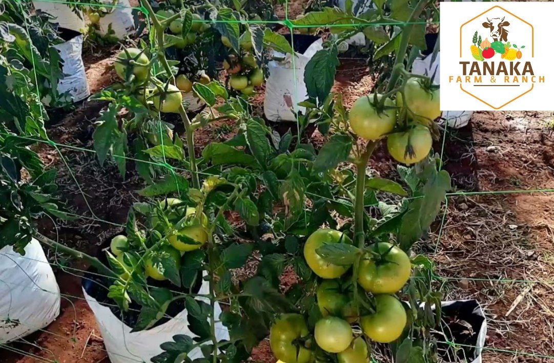 Farming in growing bags Did you know that have poor soils or limited space DOES NOT stop you from growing vegetables? I got these growing bags from GREENCON to run a trial with tomato and the results were impressive. Remember start small with what you have then upscale