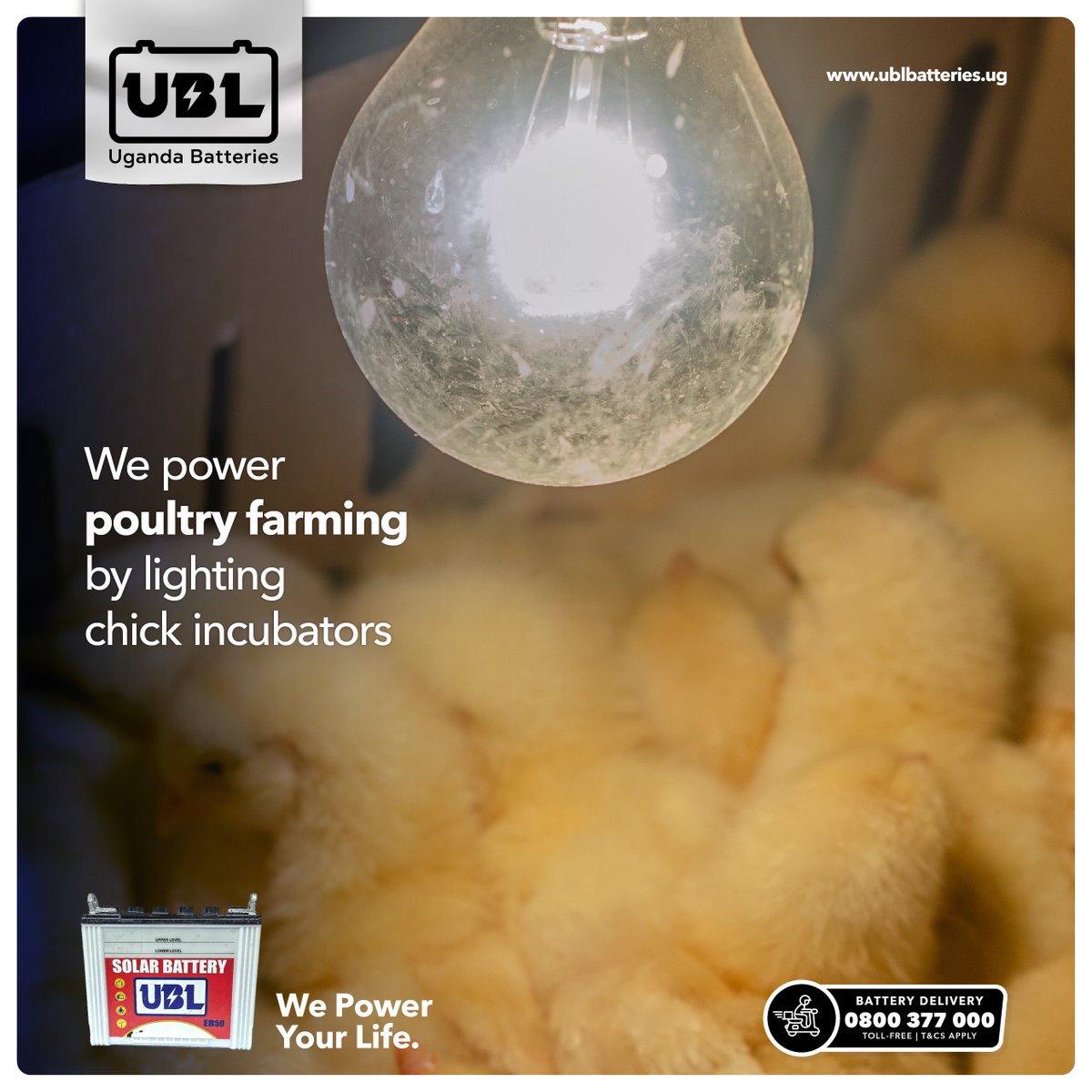 Proper lighting schedules not only promote healthy development in chicks but also encourage natural behaviors. Contact us now to bring optimal lighting conditions to your farm & watch your poultry thrive . #UgandaBatteries #WePowerYourLife