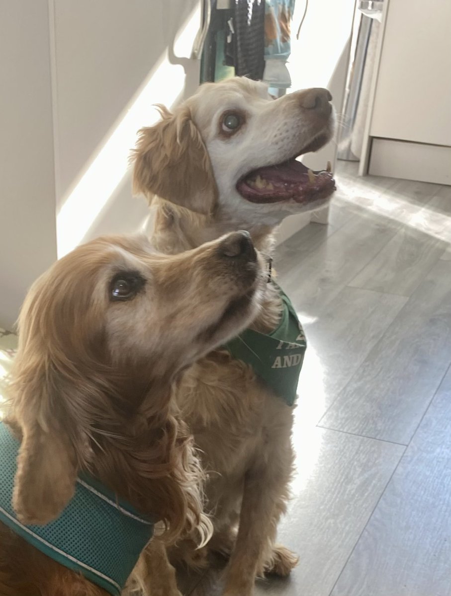 SpanielsSuper's tweet photo. Bat, this is how we sit & look hopeful for #ScotchEggs
Like this Ronnie?
Perfect Bat #WellDone
#ExcellentStudent #LifeLessons
#Ronnie?
Yes Bat?
I love #ScotchEggs😀
I do too Bat 😋
#BatsNewLife https://t.co/ZWHbuVCYPP