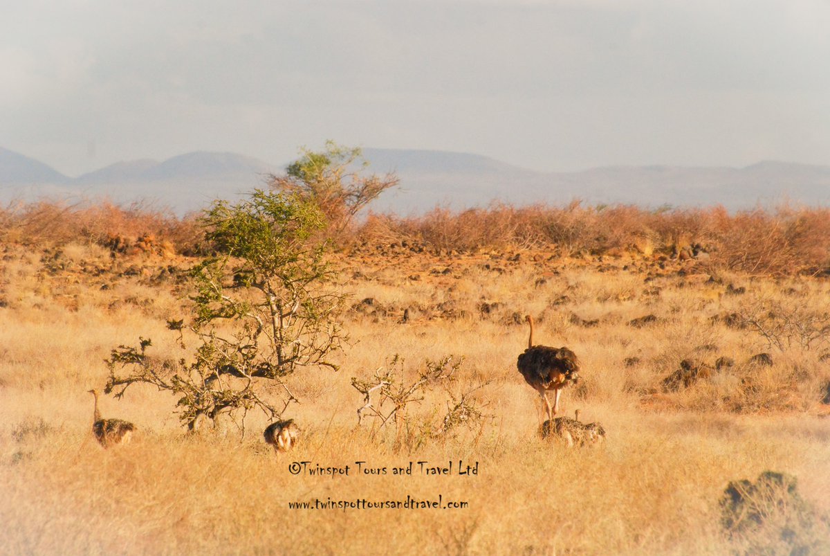 Mama Ostrich #birds_adored #birdphotography #birdinginkenya #birdbrilliance #birdwatchers_daily #magicalkenya #nature #birdlife #natgeo #kenya #africa #africansafari #naturelovers #adventure #discoverwildlife #vacation #holiday #tourism #wanderlust #travelgram #instatravel