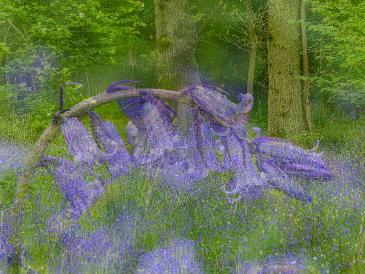 Bluebell woods a double exposure image created from scenes captured earlier this month while the Bluebells were in flower. #ThickTrunkTuesday