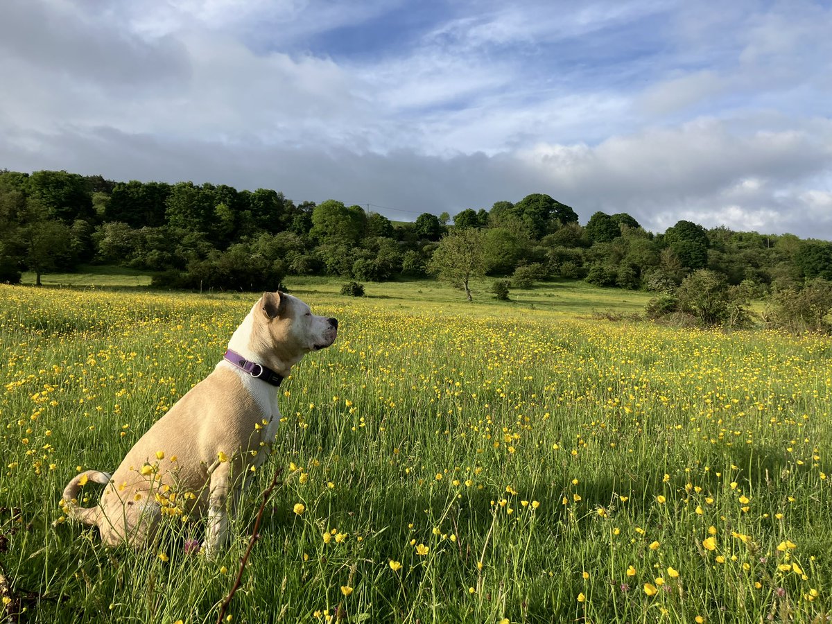 What a glorious morning in the #GrimUpNorth. The forecast says it won’t last so we were up and out early. 

Don’t often catch the pooch thinking but here she is …