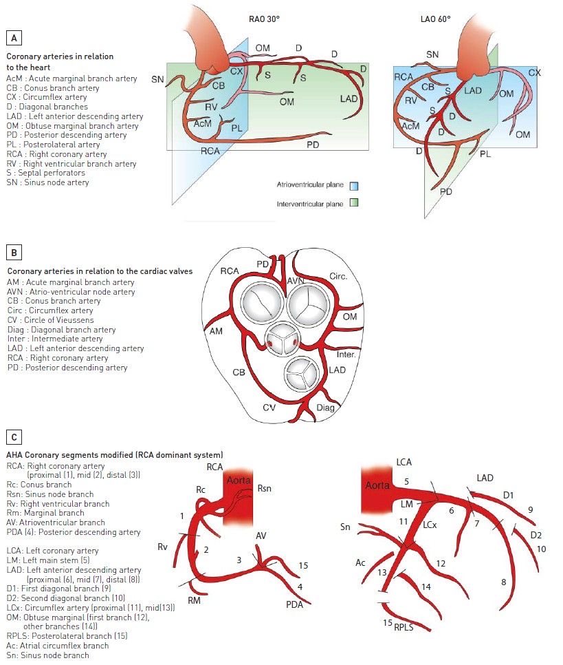 Coronary artery anatomy