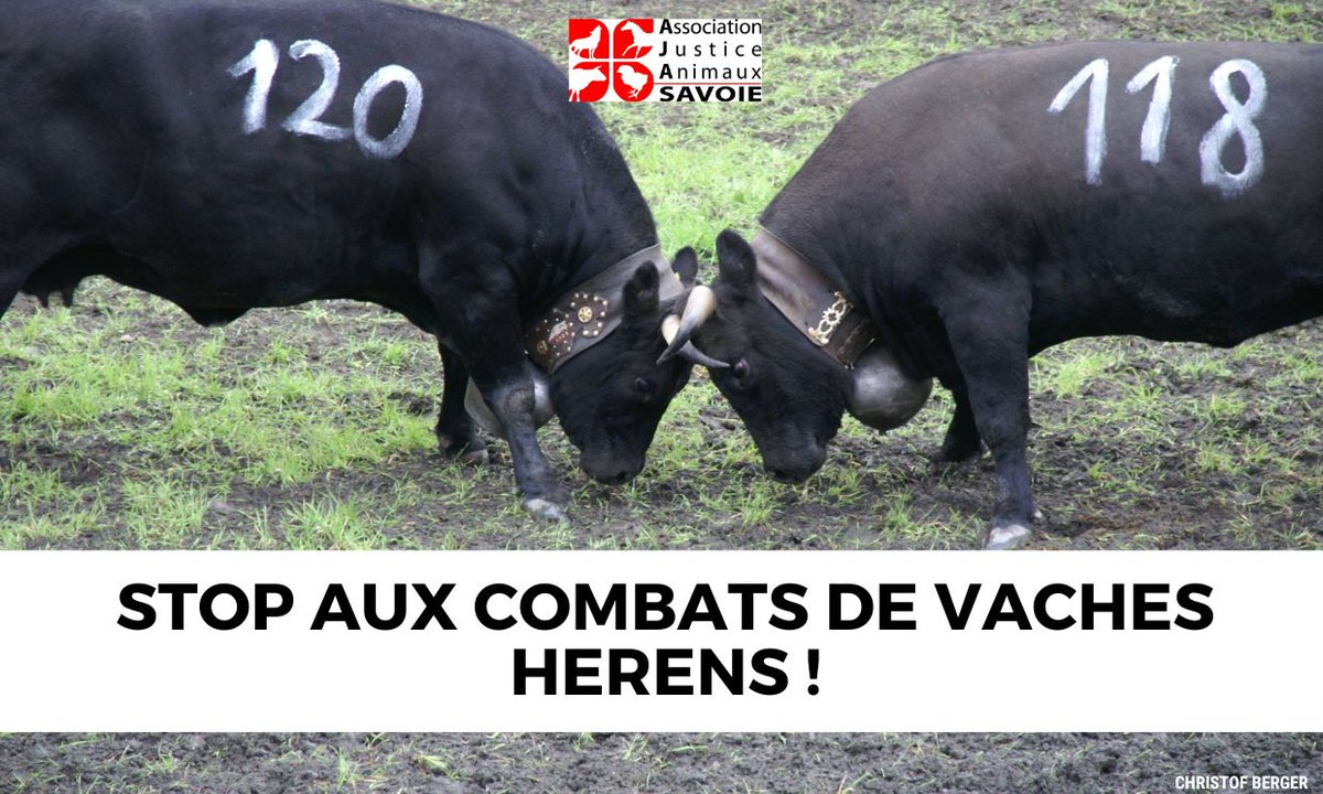 Des batailles de vaches Hérens sont organisées le 2/6 à @les7laux ! Des vaches–parfois gestantes–provenant de divers départements sont poussées au combat au milieu d’une foule bruyante! 😵 @gouvernementfr doit interdire ces'batailles de reines'! 👉Info: aja-savoie.fr/stop-aux-comba…
