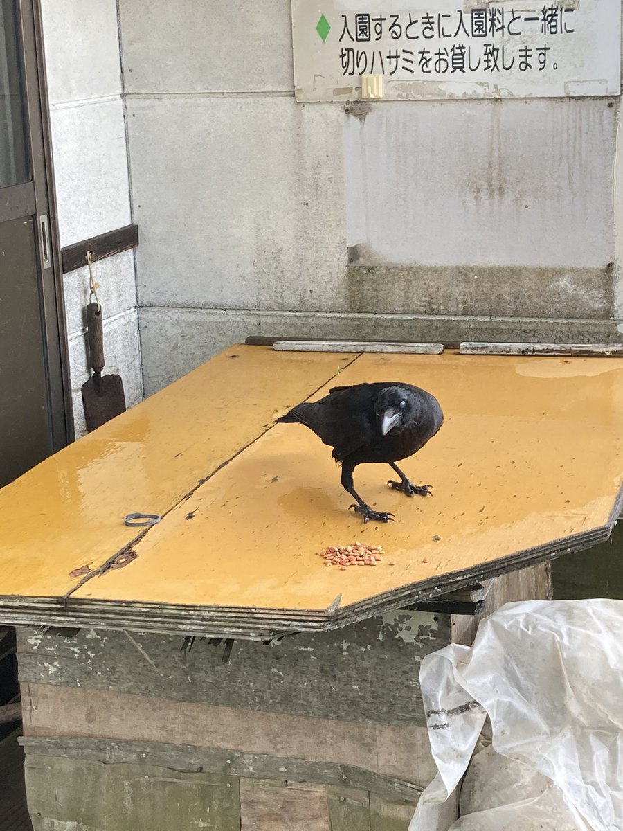 sanoag's tweet photo. @jjj_999 なんか最近カラスに懐かれてる https://t.co/XYN1DQvO3D
