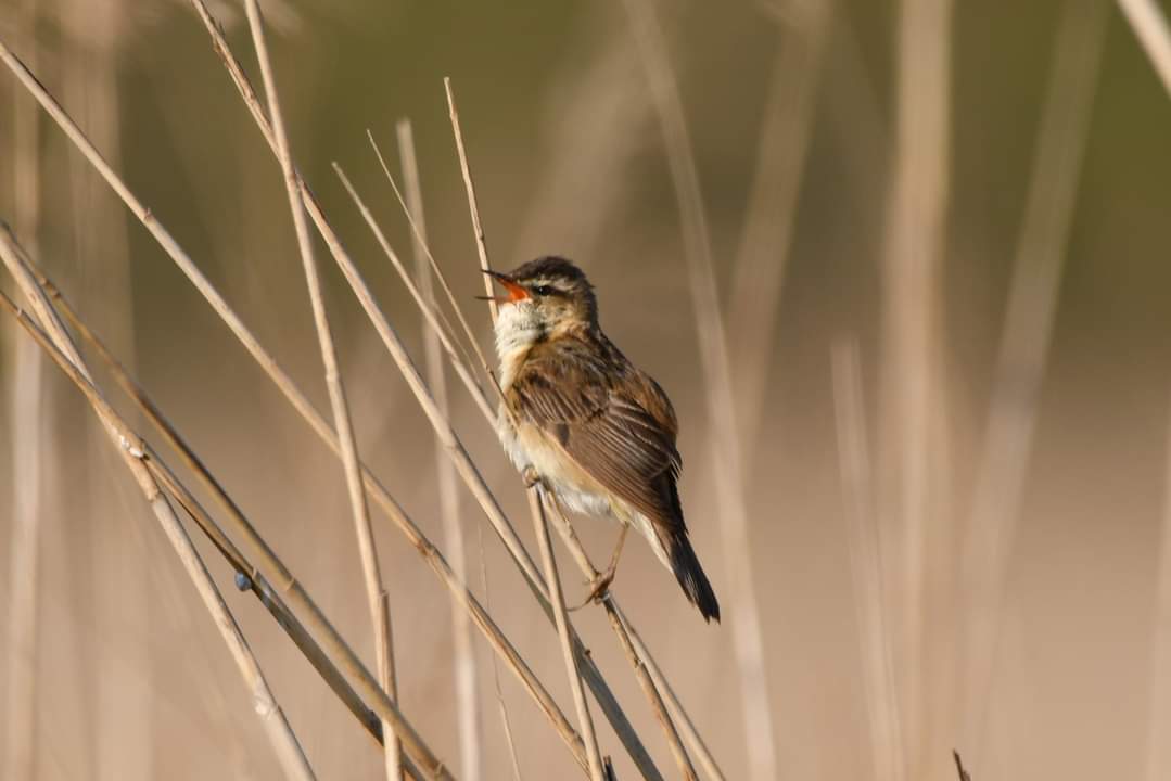 Sedge Warbler Bude Cornwall 〓〓 #wildlife #nature #lovebude #bude #Cornwall #Kernow #wildlifephotography #birdwatching #BirdsOfTwitter #TwitterNatureCommunity #SedgeWarbler