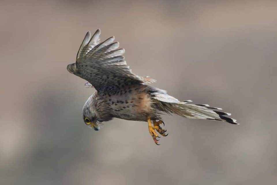 Kestrel Bude Cornwall 〓〓 #wildlife #nature #lovebude #bude #Cornwall #Kernow #wildlifephotography #birdwatching #BirdsOfTwitter #TwitterNatureCommunity #Kestrel