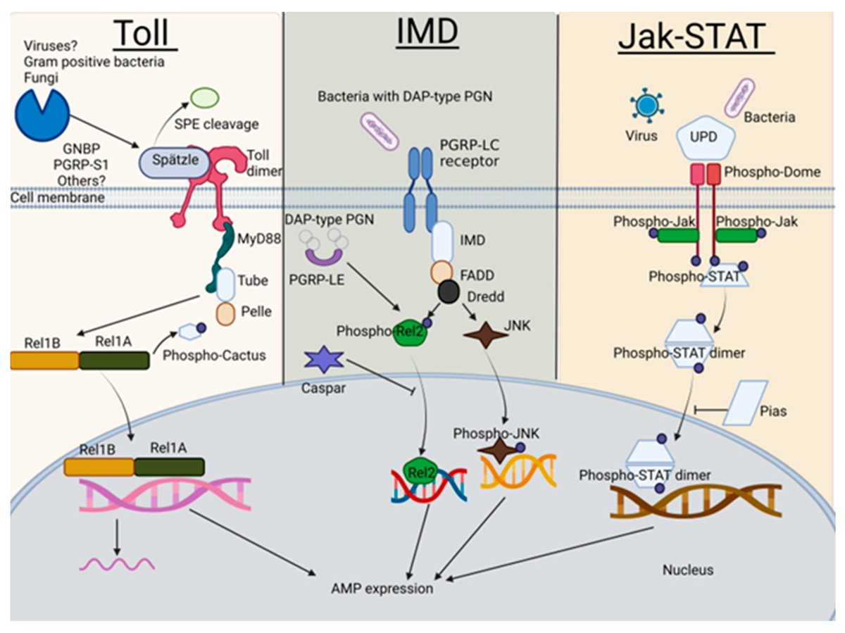 #editorchoice 📢 Rift Valley Fever Virus Primes Immune Responses in #Aedes aegypti Cells 👨‍🎓 by Mathilde Laureti et al. 🔗 Full article: mdpi.com/2076-0817/12/4… #RVFV #mosquito