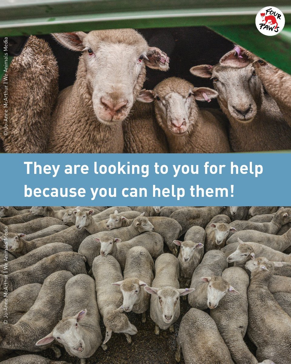 The EU 🇪🇺 elections are coming up and we can have a say in stopping live animal transport, factory farming and how animals are slaughtered. Vote in favour of animal welfare🗳️ ! Find more information here ➡️ brnw.ch/21wKbW0