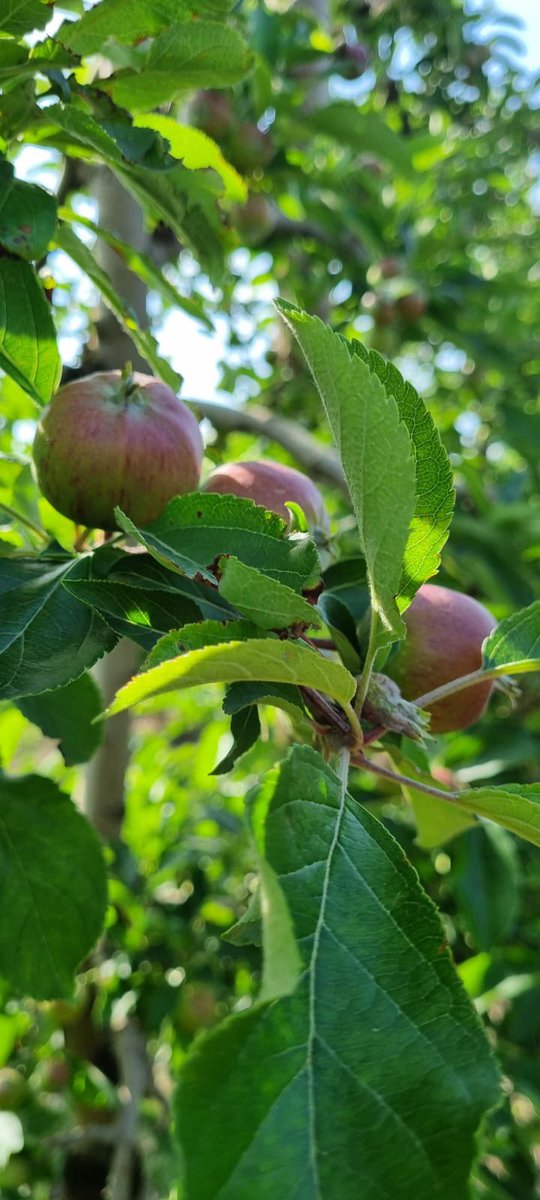 La poma Royal Gala, creix amb ganes i ja comença agafar color. 👍😊