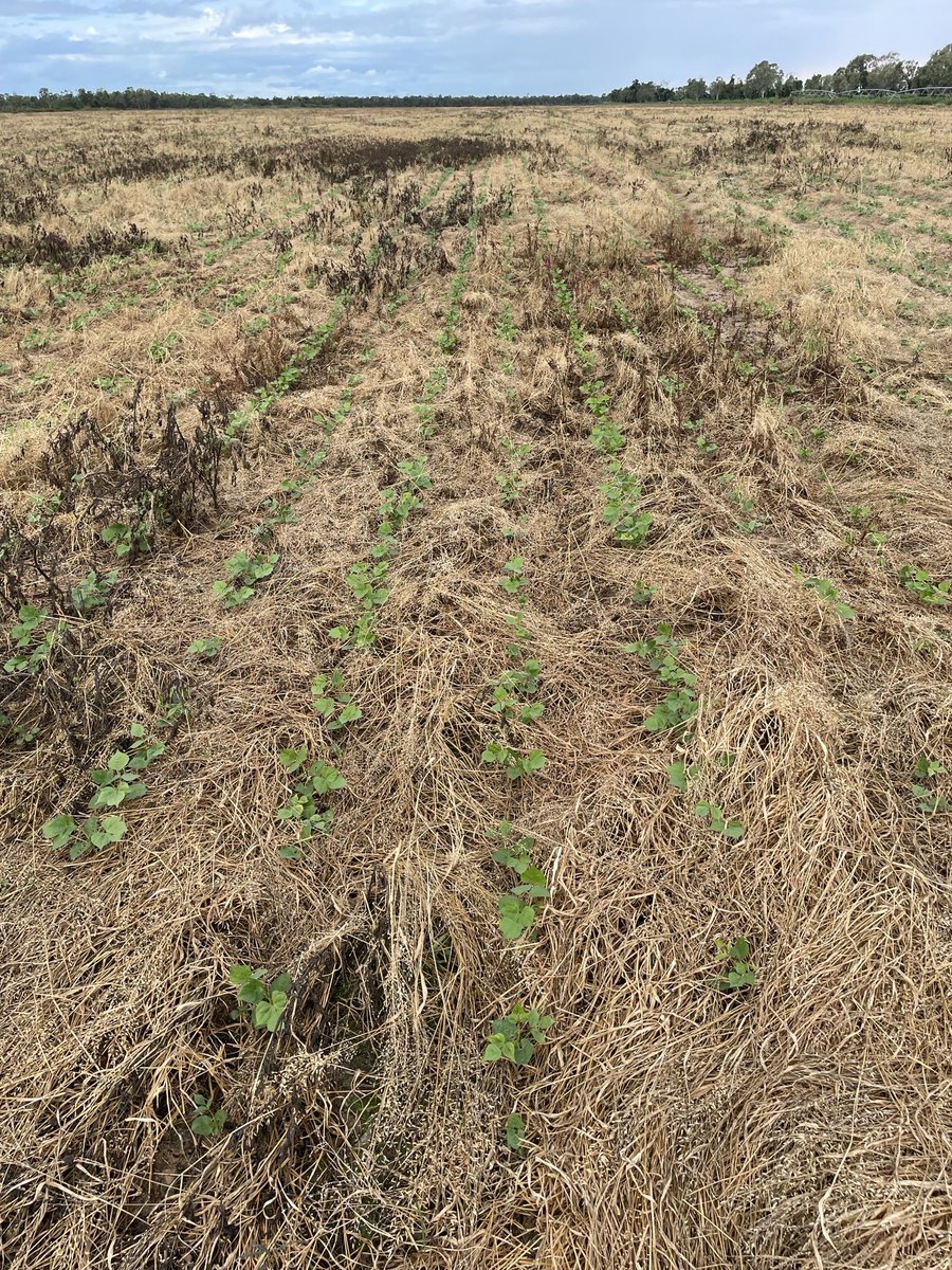 TroppoAgro's tweet photo. A bated breath hay crop west of Georgetown. A very wet, wet season led to no paddock access and was sown at the end of the wet into a waist high mix of grass and broadleaf weeds. Surface cover has certainly played its part minimising evaporation and conserving moisture https://t.co/MH36mZcd2Y