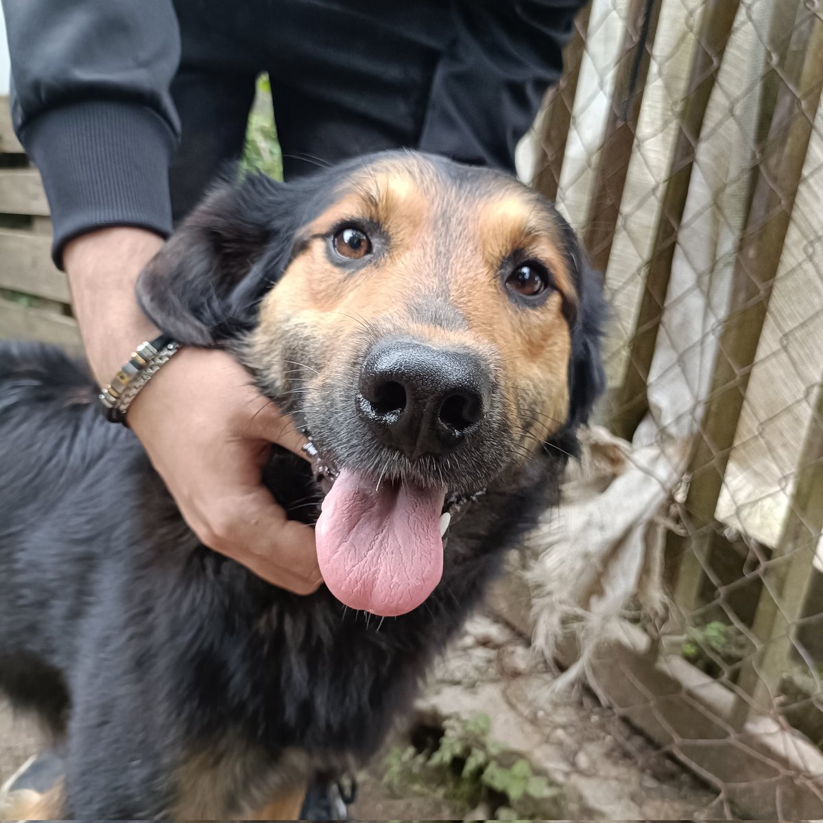 Gigio ha un anno e pesa 17 kg.
È il cane più buono del mondo, compatibile con tutti.
Info 3277570476
#adopt #savethedog