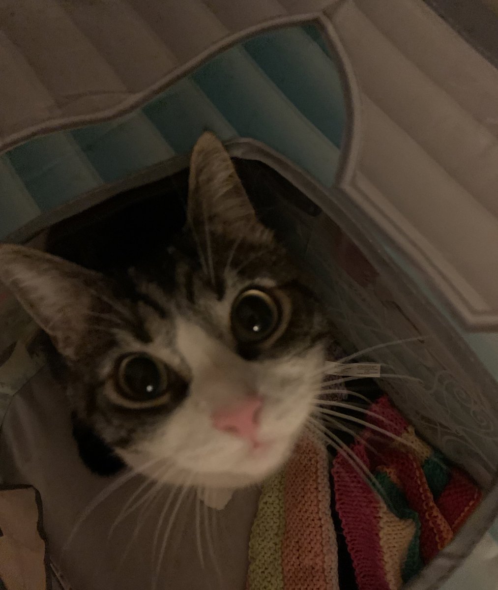 bonjour toto