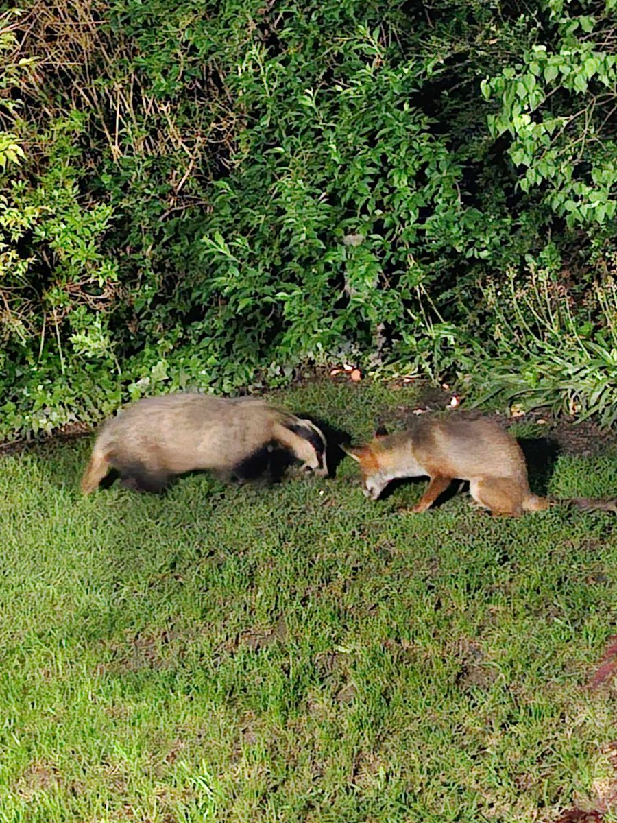 Our regular garden visitors, sharing peacefully last night ❤️